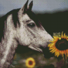 Horse With Sunflowers Diamond Paintings