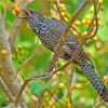 Koel Bird Diamond Paintings