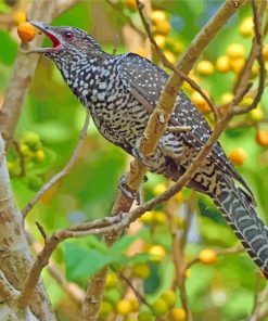 Koel Bird Diamond Paintings