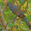 Koel Bird Diamond Paintings