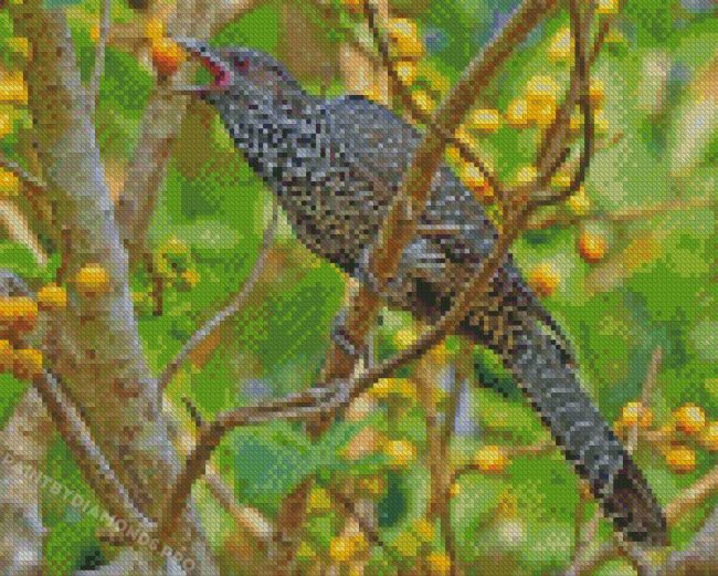 Koel Bird Diamond Paintings