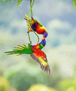 Lorikeets Birds Diamond Painting