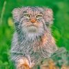 Manul Animal Diamond Paintings