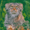 Manul Animal Diamond Paintings