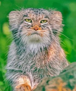 Manul Animal Diamond Paintings