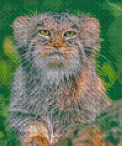 Manul Animal Diamond Paintings