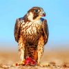 Peregrine Falcon Diamond Paintings