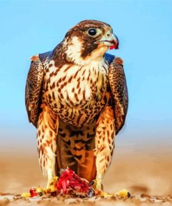 Peregrine Falcon Diamond Paintings