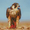 Peregrine Falcon Diamond Paintings