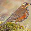 Redwing Bird Diamond Paintings