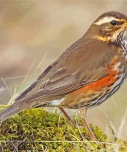 Redwing Bird Diamond Paintings