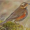 Redwing Bird Diamond Paintings