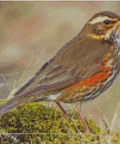 Redwing Bird Diamond Paintings