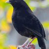 Satin Bowerbird Diamond Painting