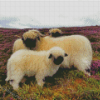 Scotland Sheep Animals Diamond Paintings