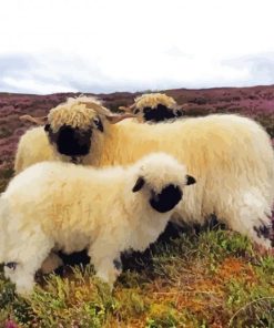 Scotland Sheep Animals Diamond Paintings