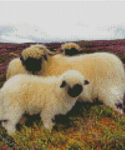 Scotland Sheep Animals Diamond Paintings