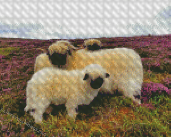 Scotland Sheep Animals Diamond Paintings