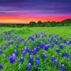 Sunset At Texas Bluebonnets Field Diamond Paintings