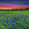 Sunset At Texas Bluebonnets Field Diamond Paintings