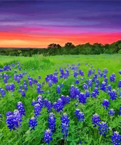 Sunset At Texas Bluebonnets Field Diamond Paintings