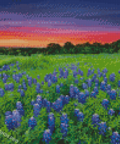 Sunset At Texas Bluebonnets Field Diamond Paintings