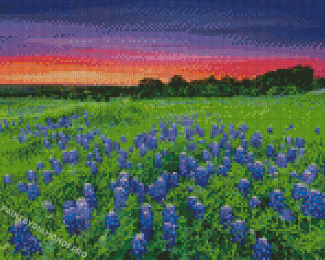 Sunset At Texas Bluebonnets Field Diamond Paintings