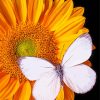 White Butterfly On Sunflower Diamond Painting