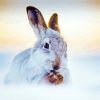 Winter Hare Diamond Paintings