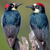 Acorn Woodpecker Birds Diamond Paintings