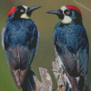 Acorn Woodpecker Birds Diamond Paintings