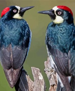 Acorn Woodpecker Birds Diamond Paintings