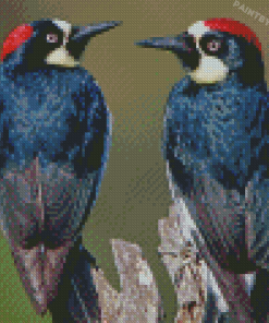 Acorn Woodpecker Birds Diamond Paintings