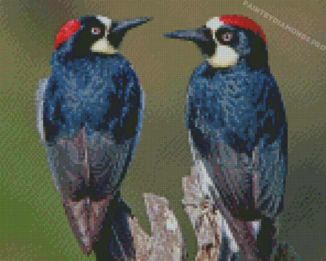 Acorn Woodpecker Birds Diamond Paintings