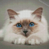 Aesthetic Birman Diamond Paintings