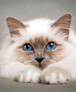 Aesthetic Birman Diamond Paintings