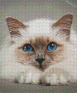 Aesthetic Birman Diamond Paintings