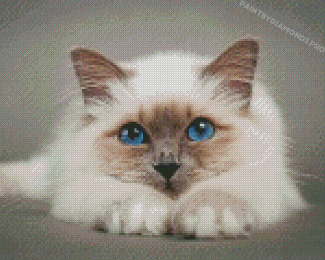 Aesthetic Birman Diamond Paintings