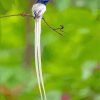 Aesthetic Indian Paradise Flycatcher Diamond Paintings