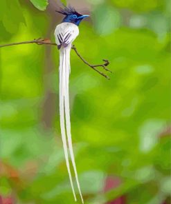 Aesthetic Indian Paradise Flycatcher Diamond Paintings