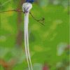 Aesthetic Indian Paradise Flycatcher Diamond Paintings