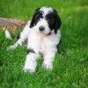 Aesthetic Sheepadoodle Diamond Paintings