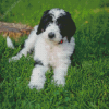 Aesthetic Sheepadoodle Diamond Paintings