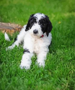 Aesthetic Sheepadoodle Diamond Paintings