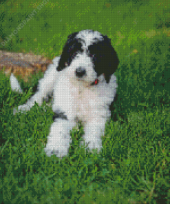 Aesthetic Sheepadoodle Diamond Paintings