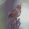 Aesthetic Wren Birds Diamond Paintings