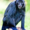 Black Spider Monkey Diamond Paintings