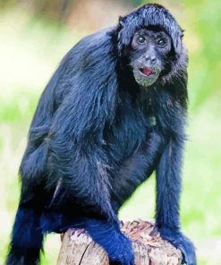 Black Spider Monkey Diamond Paintings