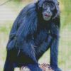 Black Spider Monkey Diamond Paintings