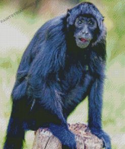 Black Spider Monkey Diamond Paintings